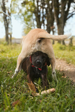 Two dogs playing on grass, a humorous moment
