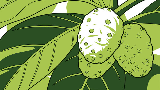 Stylized vector illustration of green noni fruits on a branch with lush leaves. Design for health supplement packaging, tropical botanical blog, or educational herbal poster. Transparent SVG version.