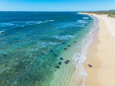 Green sea turtles. Jurabi Coastal Park. Western Australia.