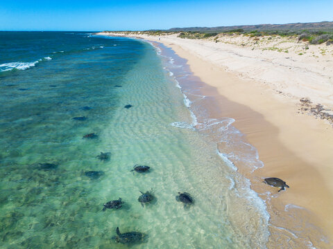 Green sea turtles. Jurabi Coastal Park. Western Australia.
