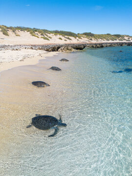 Green sea turtles. Jurabi Coastal Park. Western Australia.