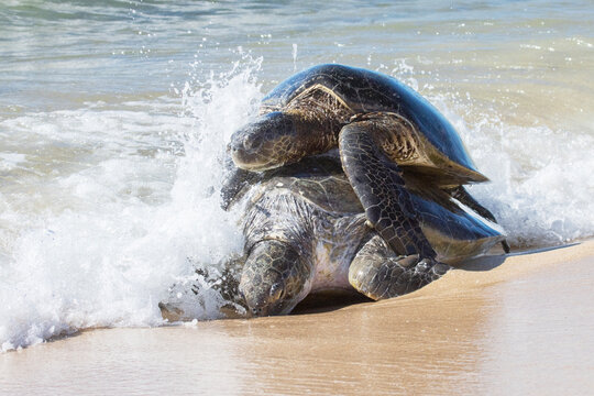 Green sea turtles mating. Jurabi Coastal Park. Western Australia.