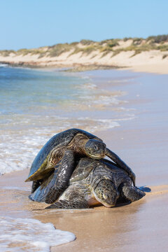 Green sea turtles mating. Jurabi Coastal Park. Western Australia.