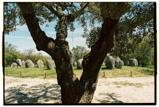 Cork oak tree and cromlech stones under blue sky