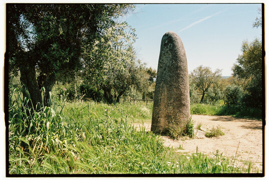 Megalithic standing stone surrounded by olive trees