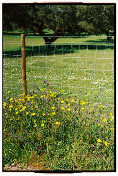 Spring wildflowers against a wire fence