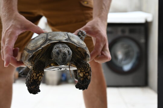 A snail sits on a turtle's back,