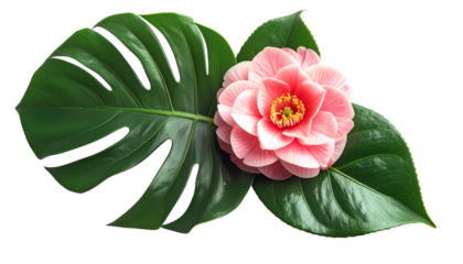 Pink camellia flower rests on large, glossy green leaves, set against a transparent background