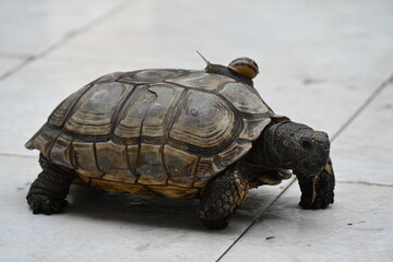 A snail sits on a turtle's back,