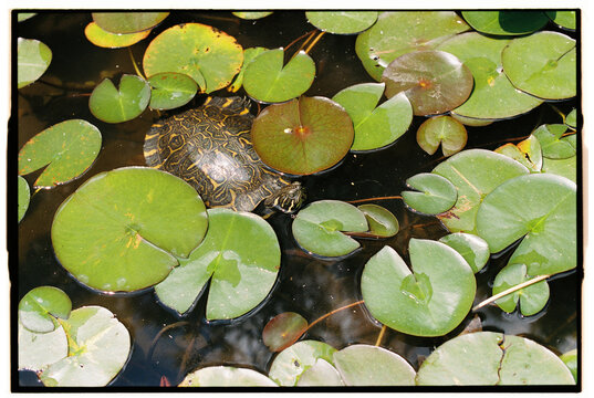 Turtle floating among lily pads