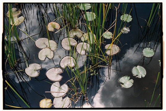 Cloud reflections and reeds in a pond