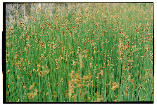 Tall flowering reeds in dense green field