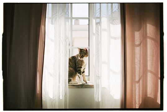 Cat sitting on windowsill behind sheer curtains
