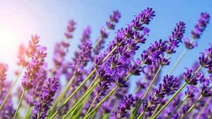Naklejka premium Vibrant purple lavender flowers blooming under a clear blue sky with sun flare