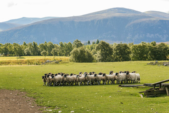 Herd of Sheep Grazing in a Lush Green Field Near Mountains