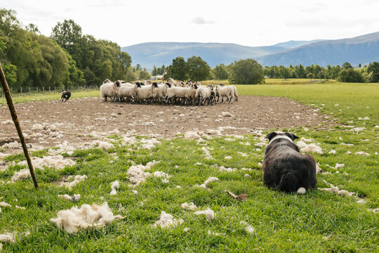 Border Collie Watches Sheep Being Herded in a Sunny Field
