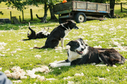 Border Collies Relaxing in a Grassy Field After Shearing Sheep