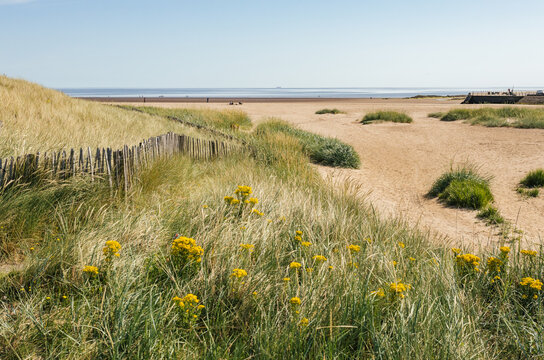 Coastal View of Sandy Beach With Grassy Dunes Under Clear Sky
