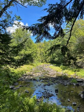 river in the woods