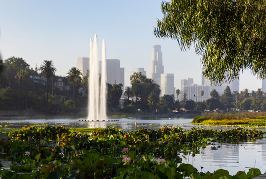  Los Angeles city  Echo Park lotus flower skyline