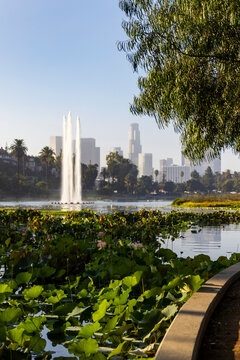 Los Angeles city  Echo Park lotus flower  