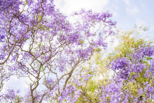 Jacaranda trees