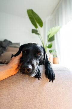 Black labrador relaxing on couch receiving pet