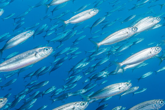 Bogue Fish School