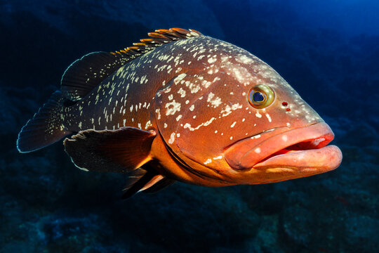 Mero Dusky Rock Grouper