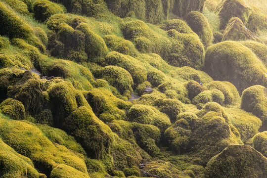 Lush Green Moss Blankets Rocky Terrain in a Serene Landscape, Iceland