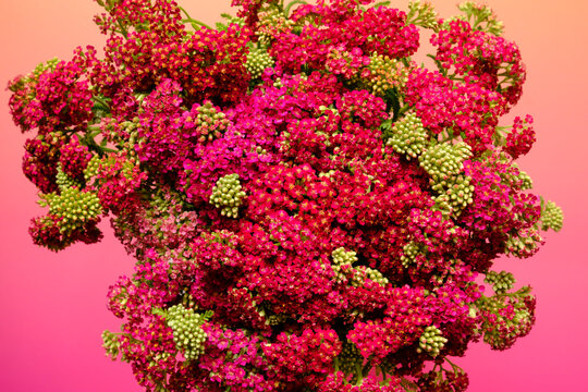 Red flower background