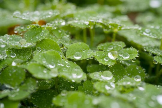 Wet clover leaves