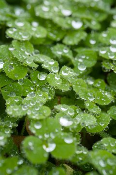 Wet clover leaves