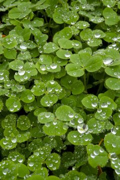 Wet clover leaves