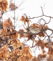 sparrow on a branch