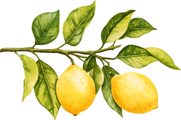 Vibrant Lemon Branch with Ripe Yellow Fruits and Green Leaves