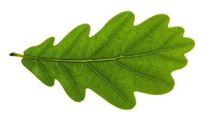 Fototapeta premium A close-up of a green, detailed oak leaf with distinct veins, isolated on black