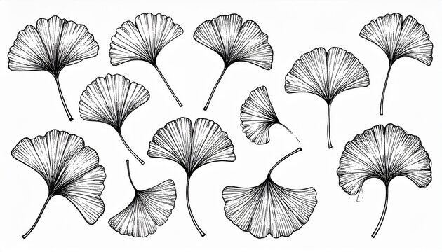 Detailed Monochrome Illustration of Ginkgo Biloba Leaves in Various Arrangements.