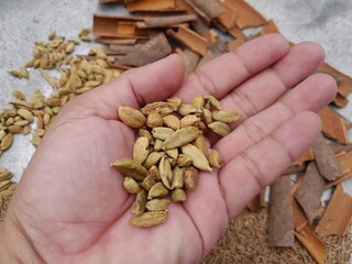 Green cardamom pods culinary herbs flavor seasoning ingredient spice on hand. Delicious Recipe helping spice dry Cardamom  