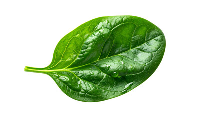 A vibrant, close-up photograph of a single spinach leaf against a solid black background