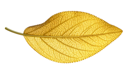 A single, golden, translucent leaf with intricate veining, isolated on a black background