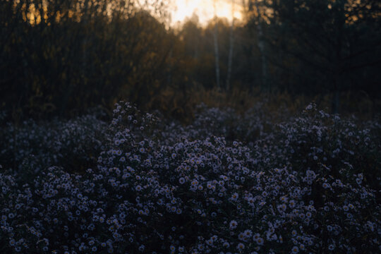 Purple Flower Field at Golden Hour