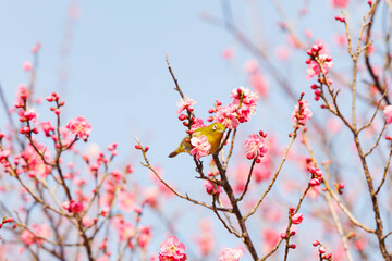 梅の花の蜜を求めるメジロ