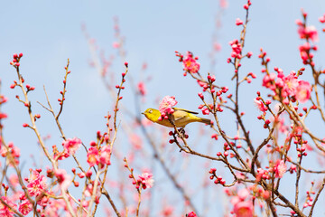 梅の花の蜜を求めるメジロ