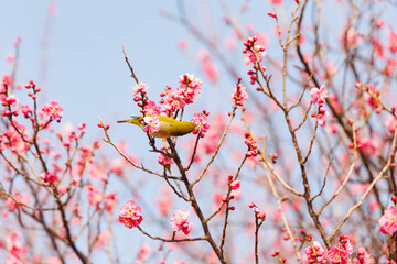 梅の花の蜜を求めるメジロ