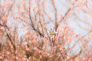 梅の花の蜜を求めるメジロ