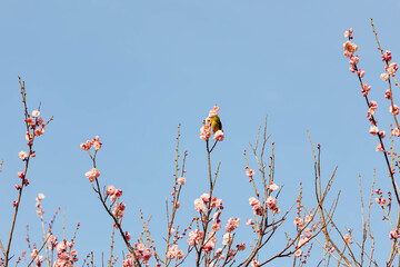 梅の花の蜜を求めるメジロ © walkingcow3039