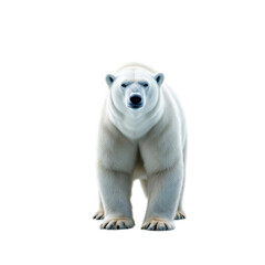 Fototapeta premium A cute white polar bear cub and a big wild mammal predator stand isolated on white in a cold arctic winter landscape of snow and nature wildlife