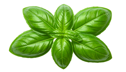 Close-up of fresh, vibrant green basil leaves arranged in a starburst pattern, isolated