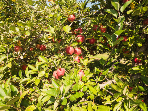 Apples On Tree